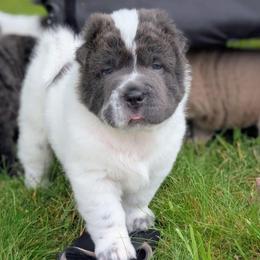 Zoloft - Blue male Chinese Shar-Pei puppy in Clarksville, Tennessee from Wrinkle Bum Shar-Pei