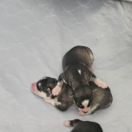 Caroline - Agouti and white female Siberian Husky puppy in Lakebay, Washington from Cascade Siberians
