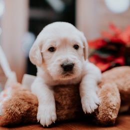 Boy 3 - Golden Retriever puppy in Byron Center, Michigan from Little House on the Farmie