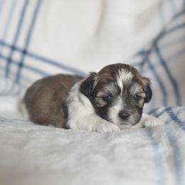 Jill - Brown and white female Shichon puppy in Delta, Colorado from PTK Ranch