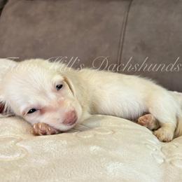 Winston - Cream male Dachshund puppy in Jonesboro, Illinois from Twin Hills Dachshunds