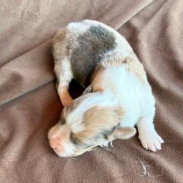 Gage - Sable merle and white male American Corgi puppy in Stillwater, Oklahoma from Steele Family Farms