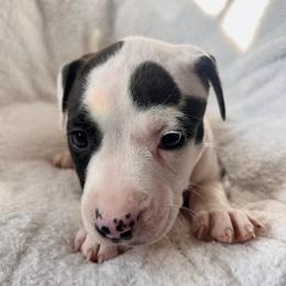 Ella - Seal brown female American Pit Bull Terrier puppy in Frederick, Maryland from •Wyngate Pits•
