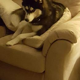 Siberian Husky Puppies from Xk siberians