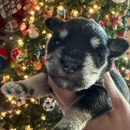 Girl 1 - Liver female Miniature Schnauzer puppy in Avondale, Arizona from Campos Schnauzers