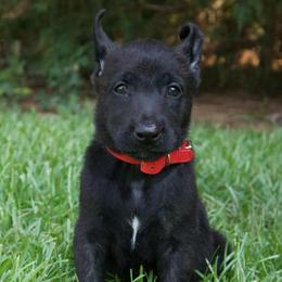 Red Collar Male - Black brindle male Dutch Shepherd puppy in Fayetteville, North Carolina from Iron Sight K9s