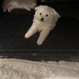 American Eskimo Dog Puppies from Bella's American Eskimos