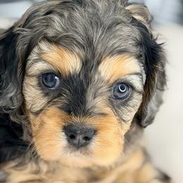 Gatsby Green Collar - Merle male Cavapoo puppy in Georgetown, Texas from Mc Doodles of Texas LLC