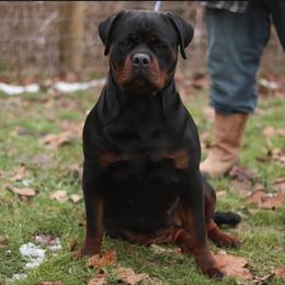 Petra - Rottweiler