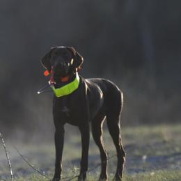 German Shorthaired Pointer puppies from Alvarado Farm Kennels, LLC