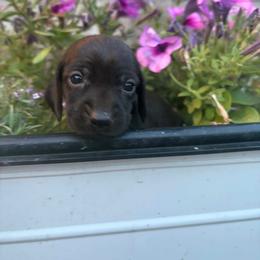 Abilene - Black female Dachshund puppy in Cottage Grove, Oregon from Freckled Roots Farm Dachshunds