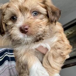 Blue collar boy with green eyes. - Red male Havanese puppy in Walpole, Massachusetts from Golden Glen Havanese