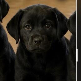 Jewel (No Collar) - Black female Dilute Retriever puppy in Baldwin City, Kansas from Hedge Lane Labradors