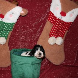 Boq - Black and white male Cocker Spaniel puppy in Hickory, North Carolina from Home Grown Cocker Spaniels