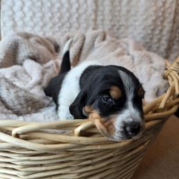 Courage - Black white and brown male Basset Hound puppy in Big Rapids, Michigan from Basket Hound Bassets