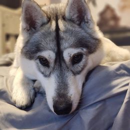 Nina - Siberian Husky