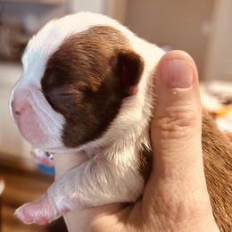 Dotty's red male - Red male Boston Terrier puppy in Yakima, Washington from Barnett’s AKC Boston Terriers