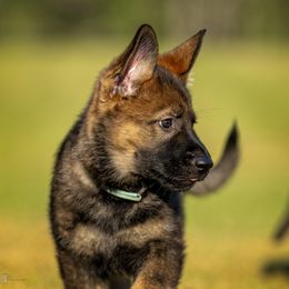 German Shepherd Puppies from Sommerfeld German Shepherds
