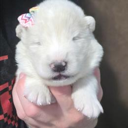 Orange girl - White and biscuit female Samoyed puppy in Elwell, Michigan from Limelight Samoyeds