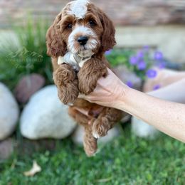 Bernedoodle and Cavapoo Puppies from Wonderful World Doodles