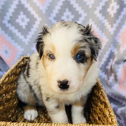 Australian Shepherd Puppies from Jo’s Aussies