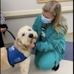 Bernedoodle and Goldendoodle All Grown Up from Kimberlee’s Kennels
