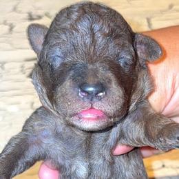 Girl 1 - Merle female Goldendoodle puppy in Holly, Colorado from Vida’s Loving Doodles
