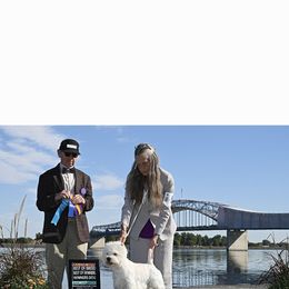 Tully - West Highland White Terrier