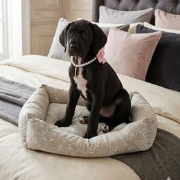 Bronwyn - Black female Great Dane puppy in Marshall, Michigan from Dream K9