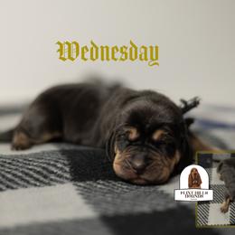 Wednesday - Black and tan female Bloodhound puppy in Wamego, Kansas from Flint Hills Hounds