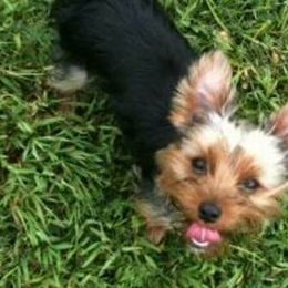 Yorkshire Terriers from New Yorkie City