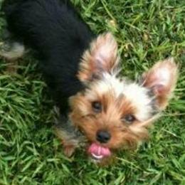 Yorkshire Terriers from New Yorkie City