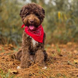 Boskie - Brown and white male Aussiedoodle puppy in Centreville, Mississippi from Trin's Designer Doodles