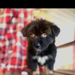 Girl 6 - Black tri-color female Australian Shepherd puppy in Smithville, Arkansas from Harris Farms and Aussies