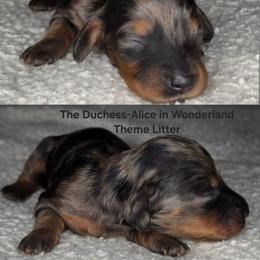The Duchess-Alice in Wonderland Theme Litter - Dapple female Dachshund puppy in Woodland, Washington from SJs Dachshunds