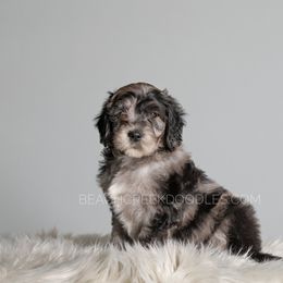 Bernedoodle and Goldendoodle Puppies from Beach Creek Kennel