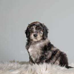 Bernedoodle and Goldendoodle Puppies from Beach Creek Kennel
