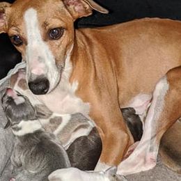 Boston Terriers and Italian Greyhounds from To-Sa’s Kennel