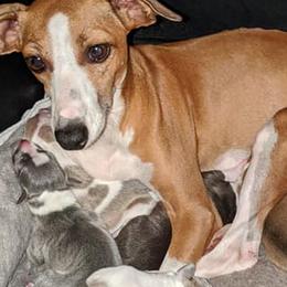 Boston Terriers and Italian Greyhounds from To-Sa’s Kennel