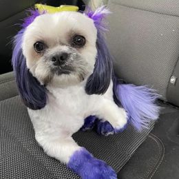 Shih Tzus from Patton's Shih Tzus