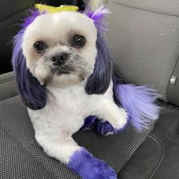 Shih Tzus from Patton's Shih Tzus