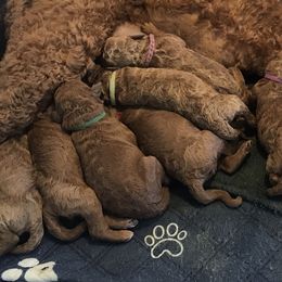 Poodle Puppies from Prissy Pants Poodles LLC