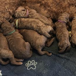 Poodle Puppies from Prissy Pants Poodles LLC