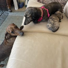 Dachshund Puppies from Little Kisses Doxies
