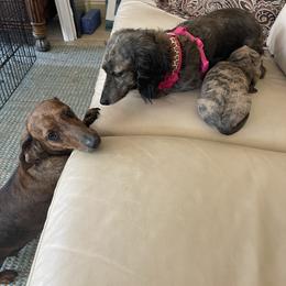 Dachshund Puppies from Little Kisses Doxies