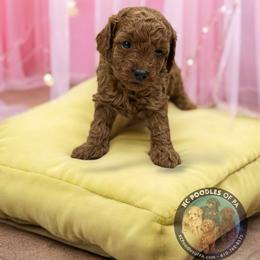 Poodle Puppies from KC Poodles of PA