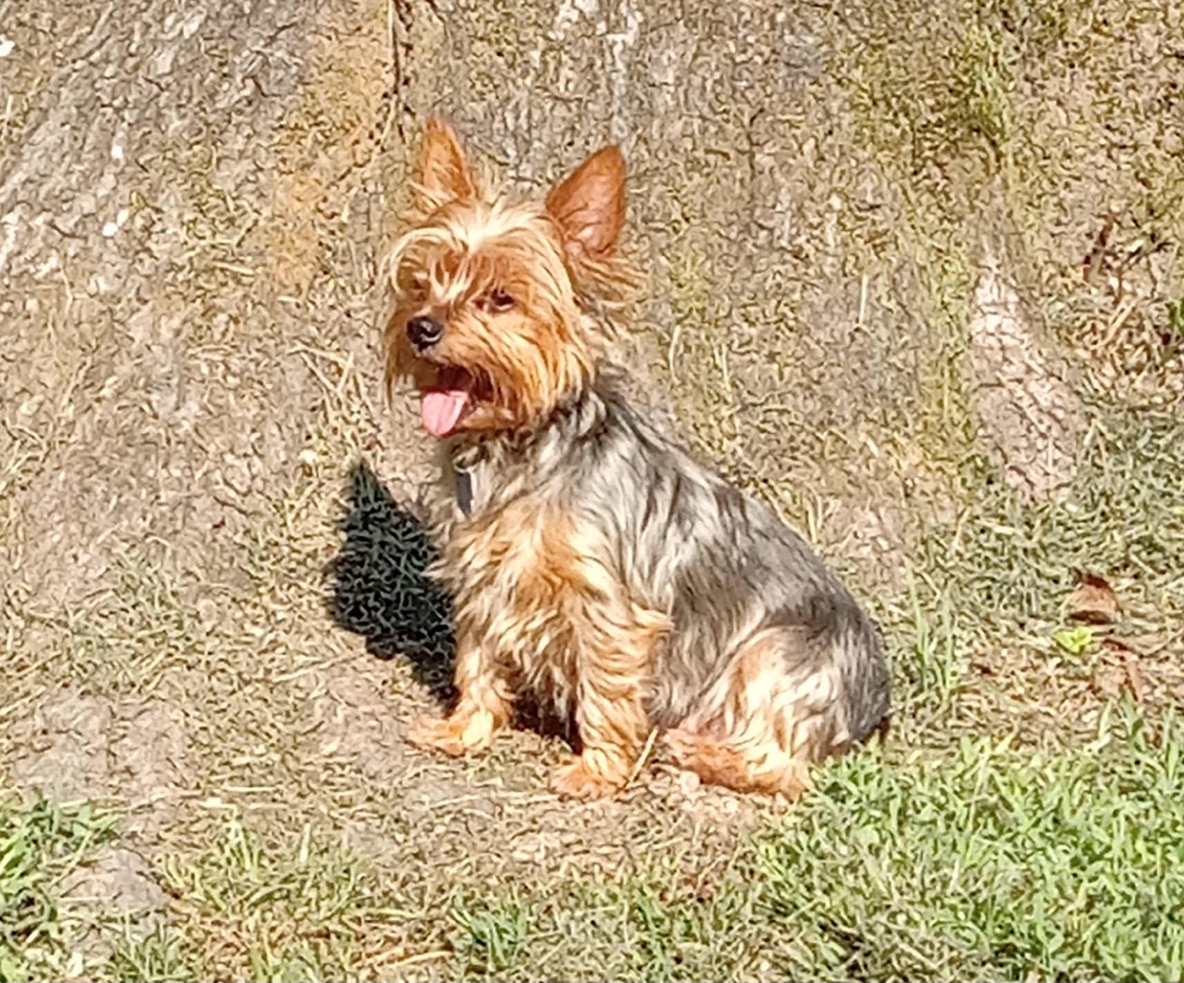 Ziva - Yorkshire Terrier