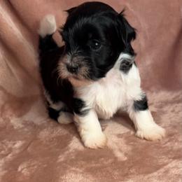 Buddy - Black and white male Havanese puppy in Maryville, Missouri from Dreamworks Havanese