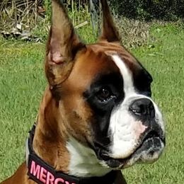Mercy - Boxer