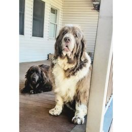 Cinder - Newfoundland